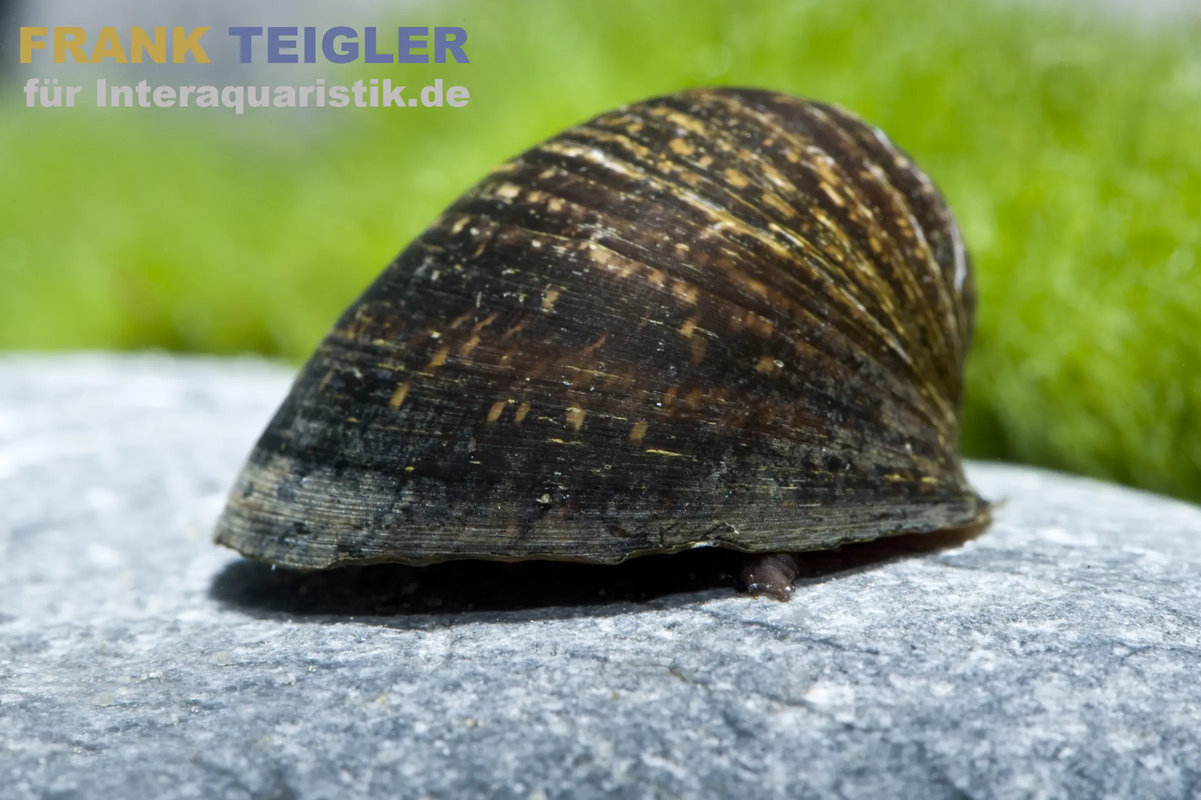 Escargot coureur d’algues, Neritina pulligera
