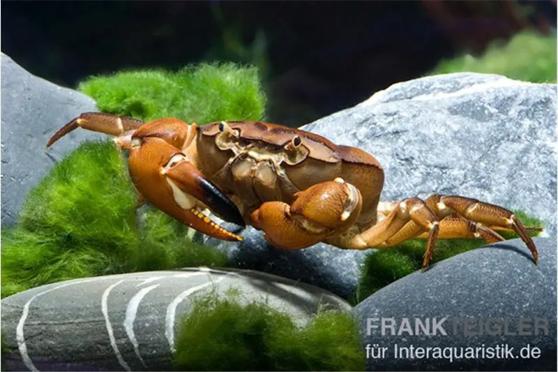 Crabe ninja, Sartoriana spinigera (crabe trapèze indien)