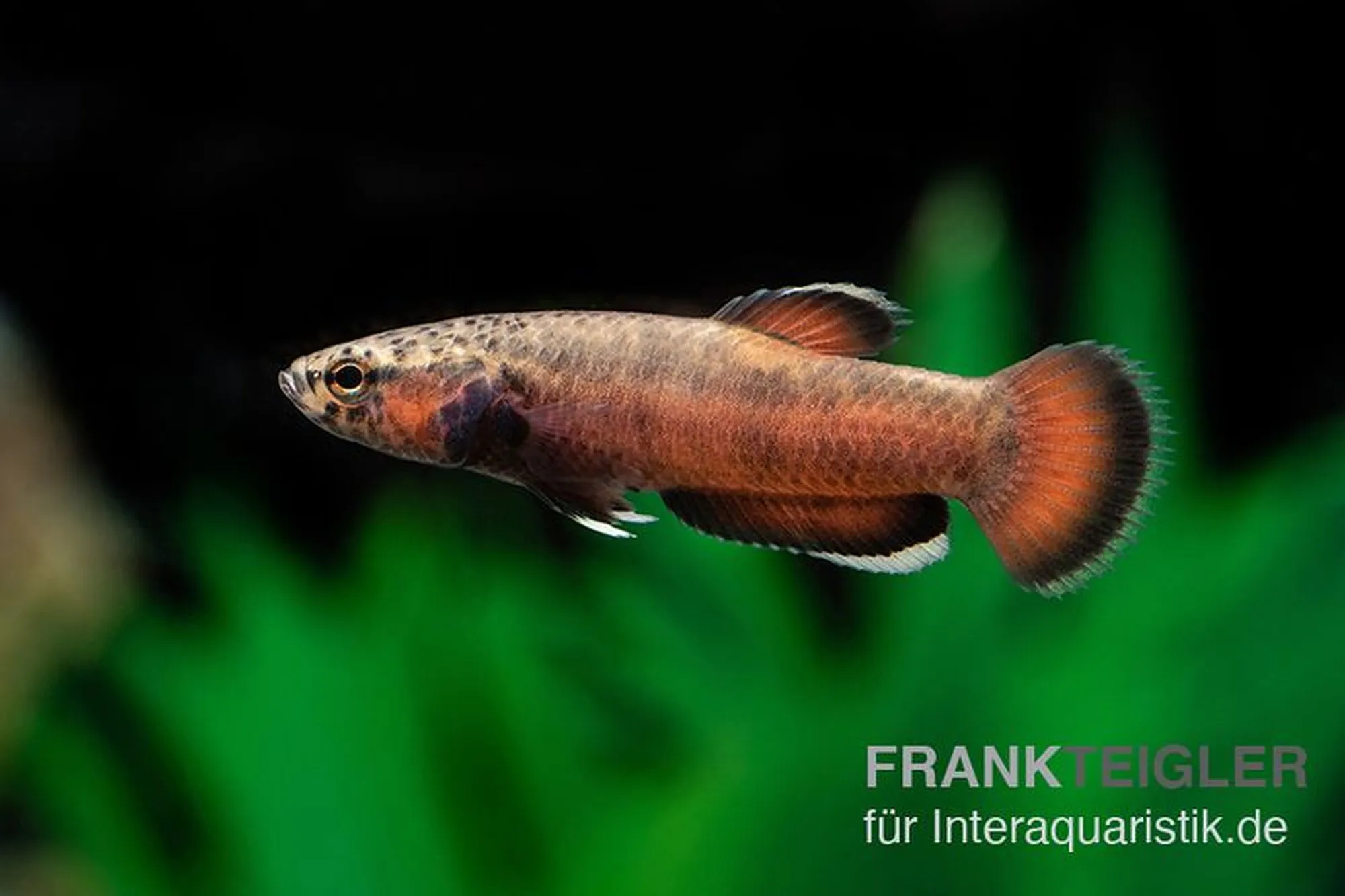 Combattant nain à liseré blanc « Sebuku », Betta albimarginata « Sebuku », 3-4 cm