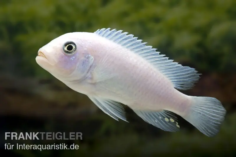 Cichlidé zèbre blanc, Metriaclima zebra « Snow White »