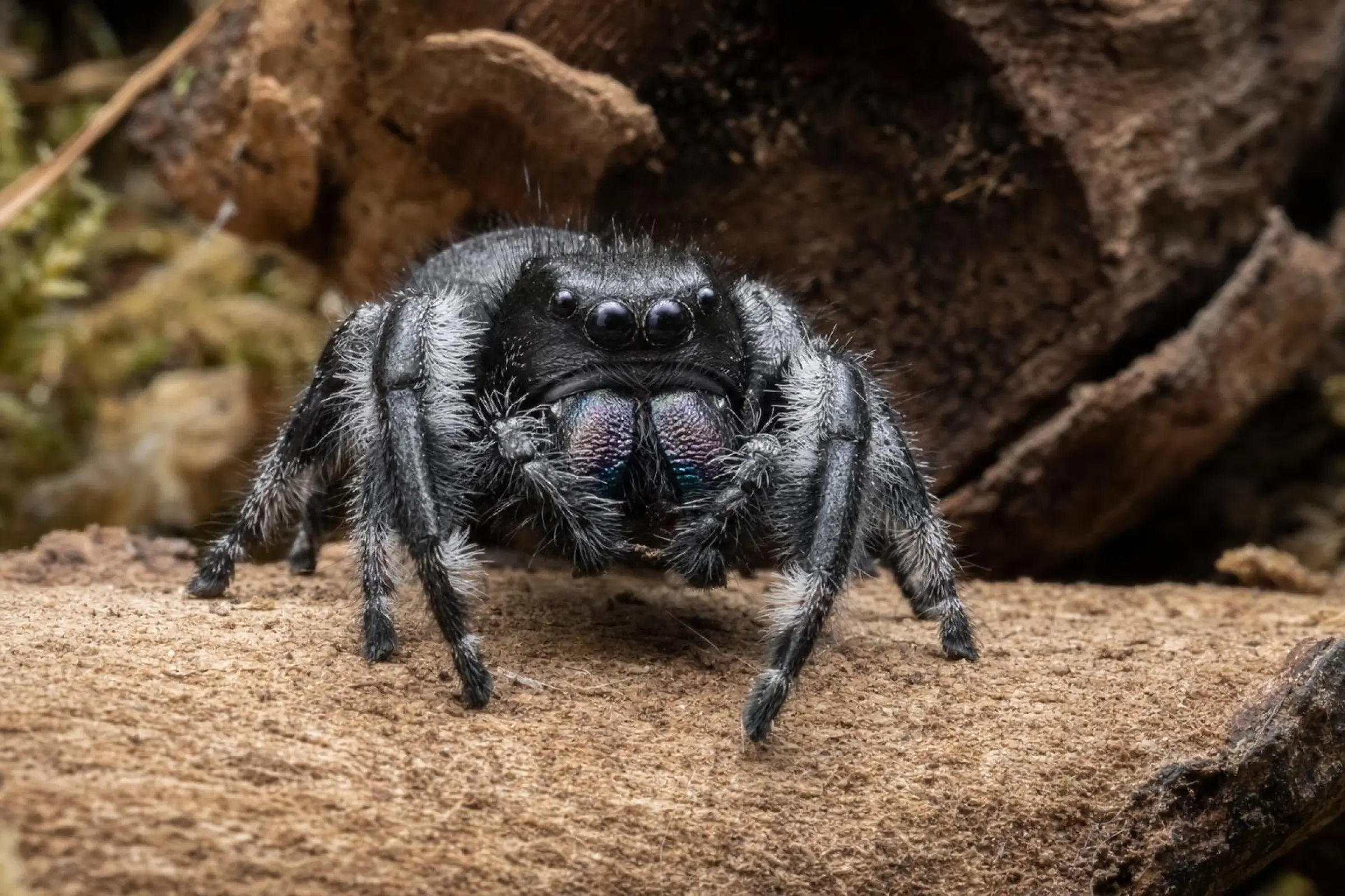 Araignée sauteuse royale « Dark », Phidippus regius