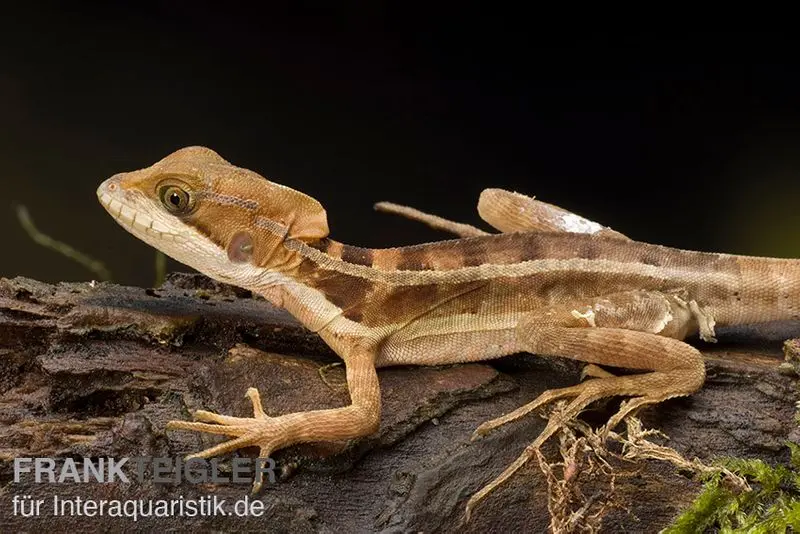Basilic rayé, Basiliscus vittatus
