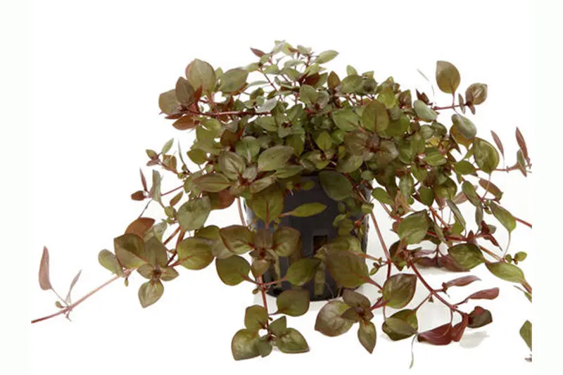 Ludwigia des marais, Ludwigia palustris, en pot