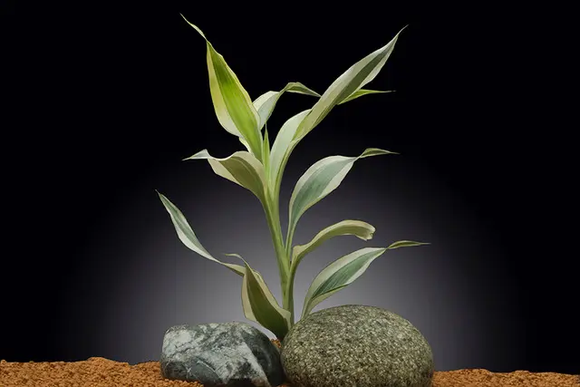 Bambou de la chance, Dracaena sanderiana (plante de terrarium)