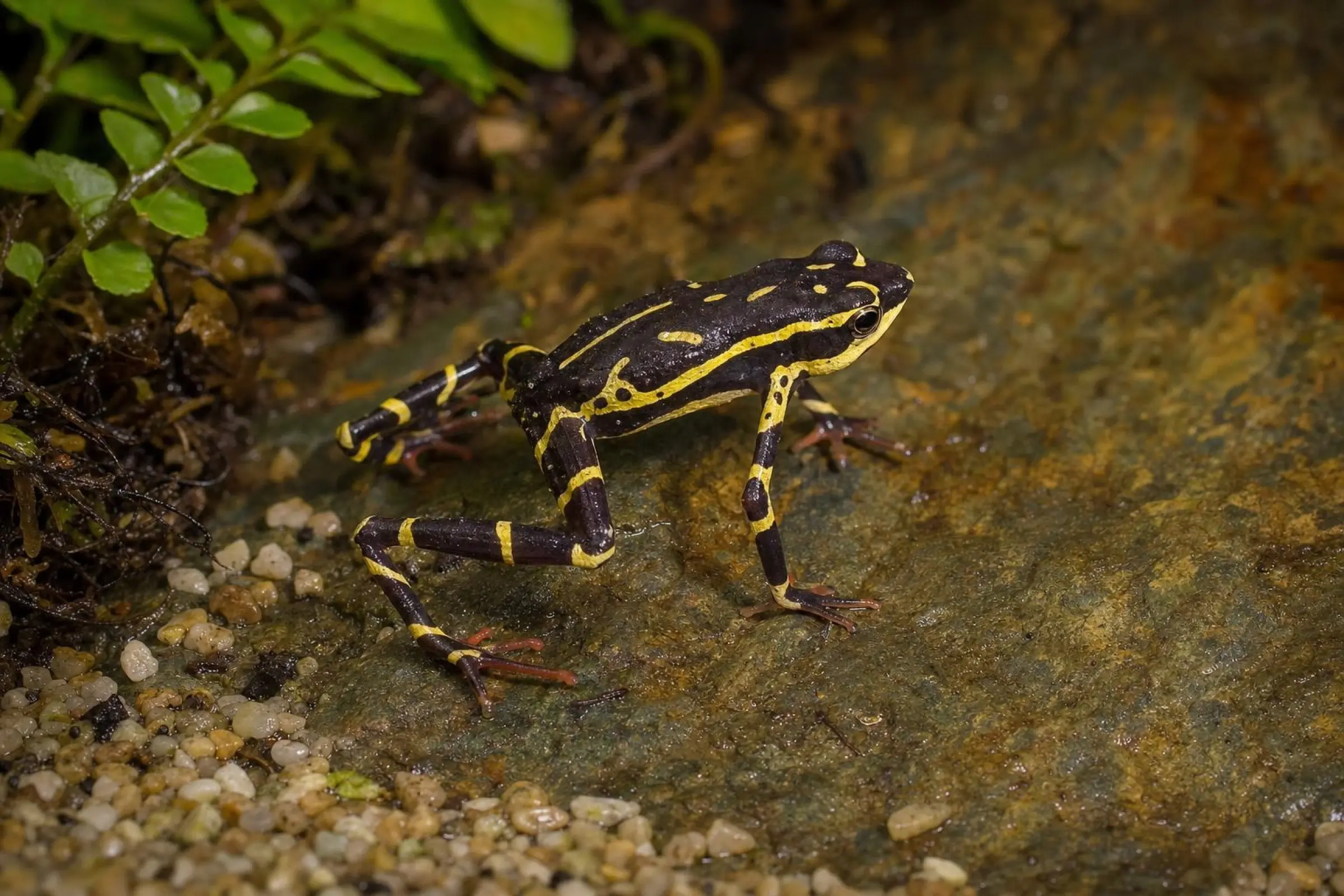 Crapaud à pieds tronqués de Pebas, Atelopus spumarius