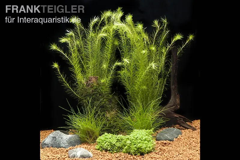 Assortiment de plantes d’aquarium pour nano-aquariums 30-50 litres