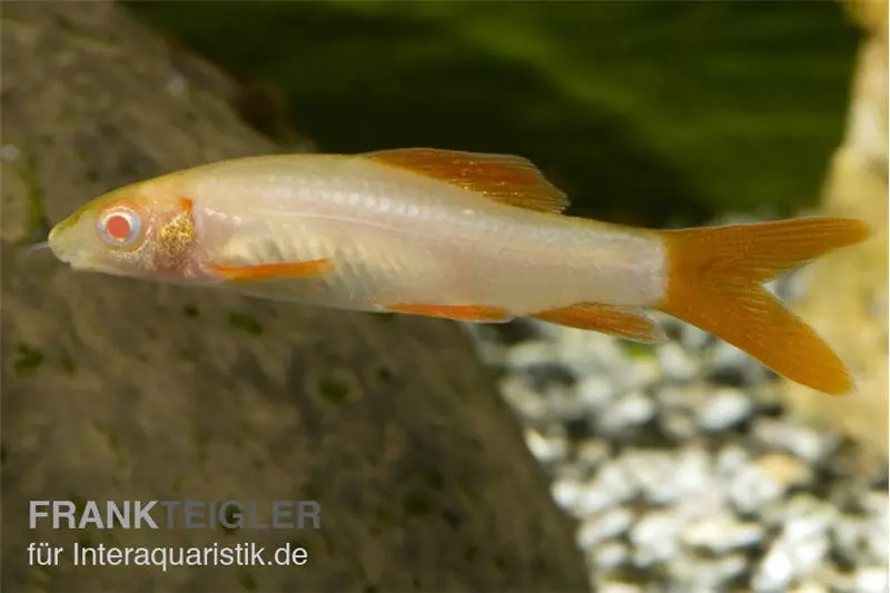 Labéo albino, Epalzeorhynchos frenatum